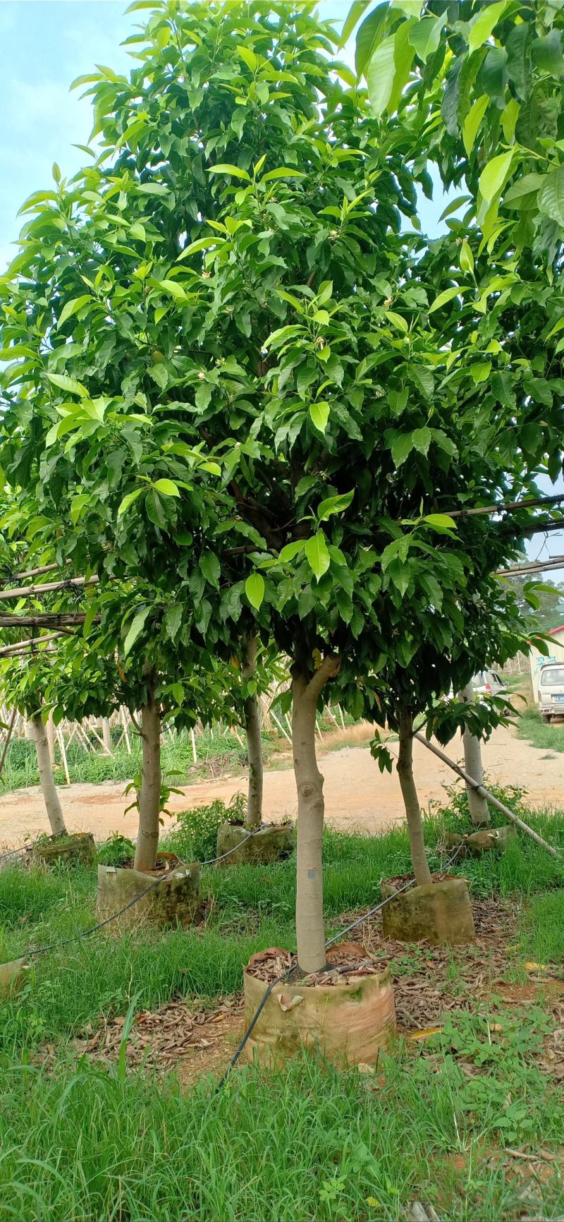 白玉兰，白兰，黄桷兰，原生袋苗3-10分，移植苗8-30