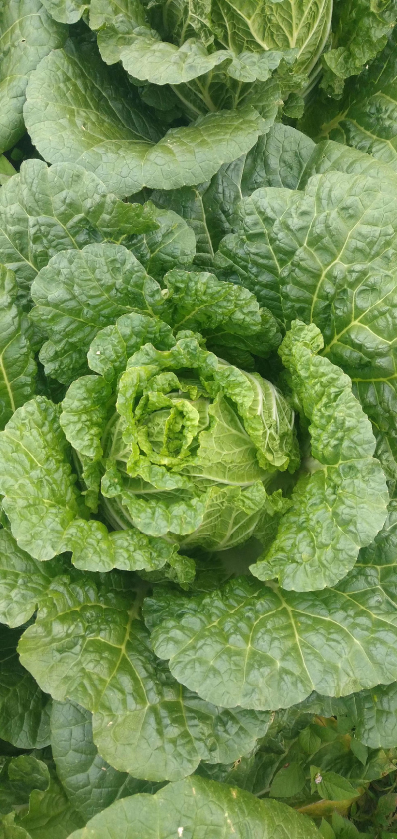 白菜，精品白菜好货好货有喜欢的老板可以联系我