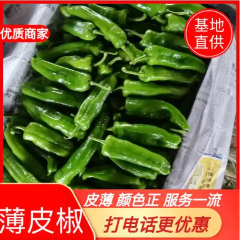 商丘夏邑301辣椒鲜辣椒辣椒15~20厘米来电