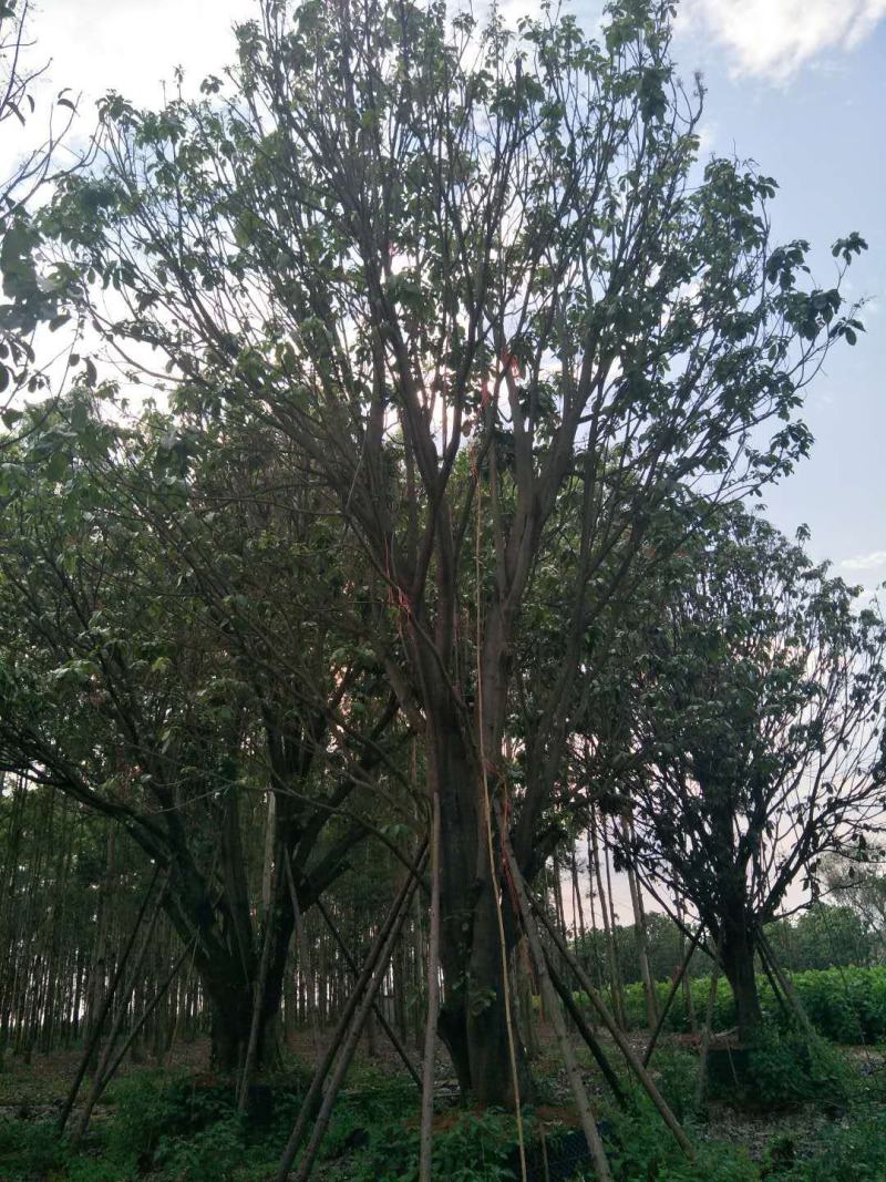 六旺树，萍婆，九层皮凤眼果，丛生苗15-30分