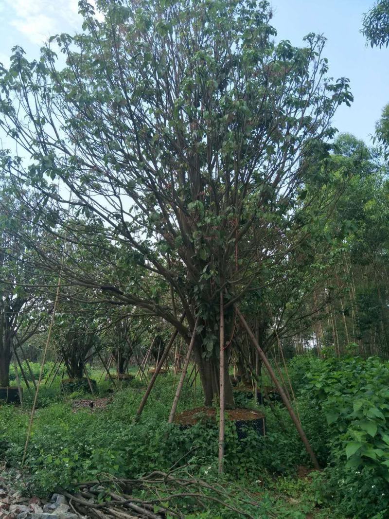六旺树，萍婆，九层皮凤眼果，丛生苗15-30分