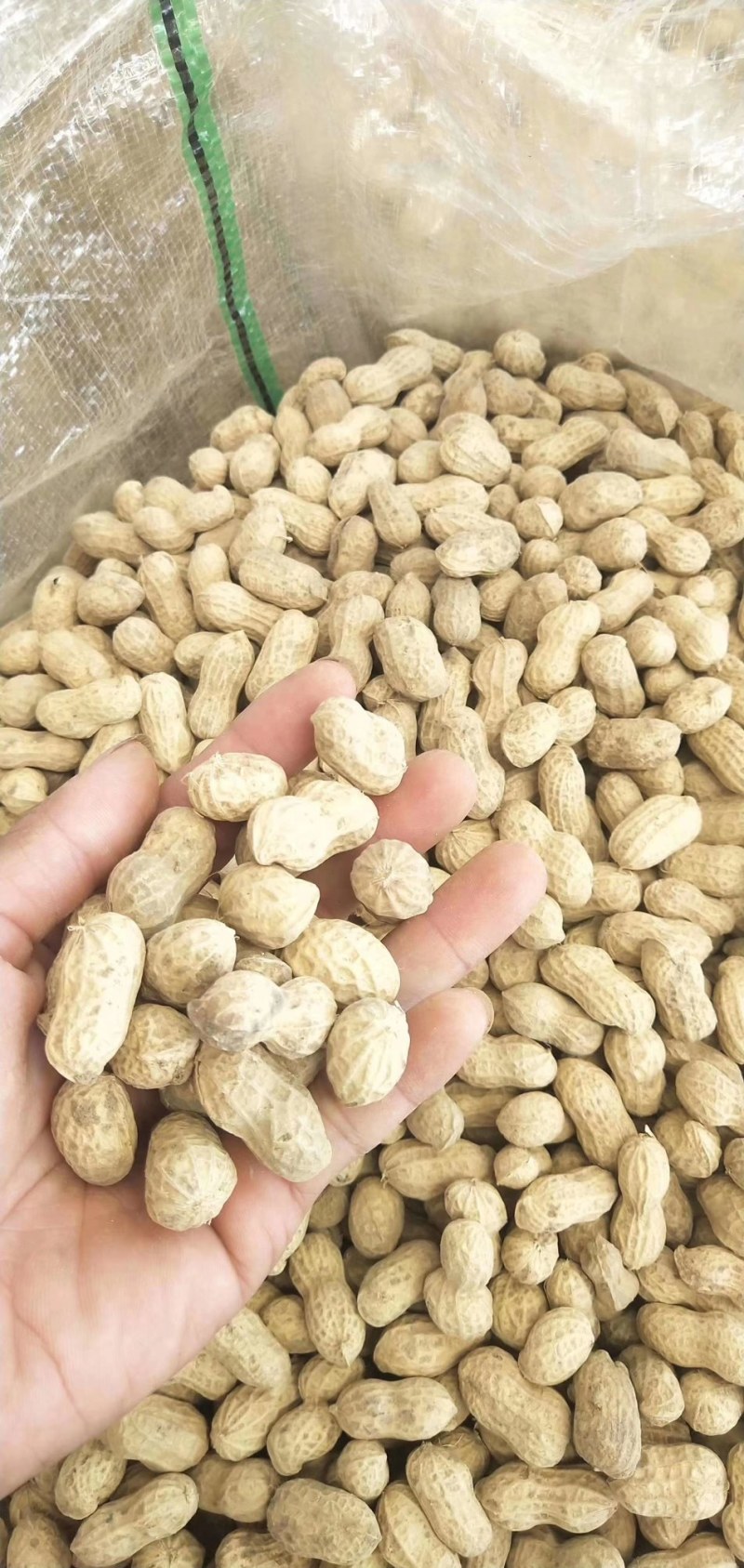 鲜花生大量上市，大白沙，鲁花，欢迎需要的客户前来考查采购
