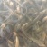 黑皮鸡枞干品，量大的欢迎咨询