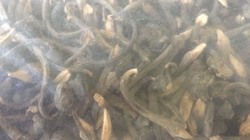 黑皮鸡枞干品，量大的欢迎咨询