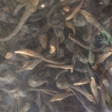 黑皮鸡枞干品，量大的欢迎咨询