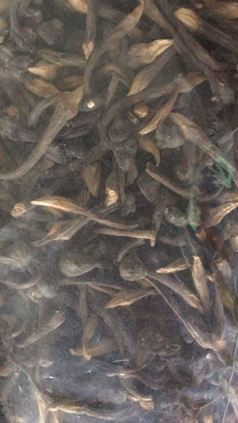 黑皮鸡枞干品，量大的欢迎咨询