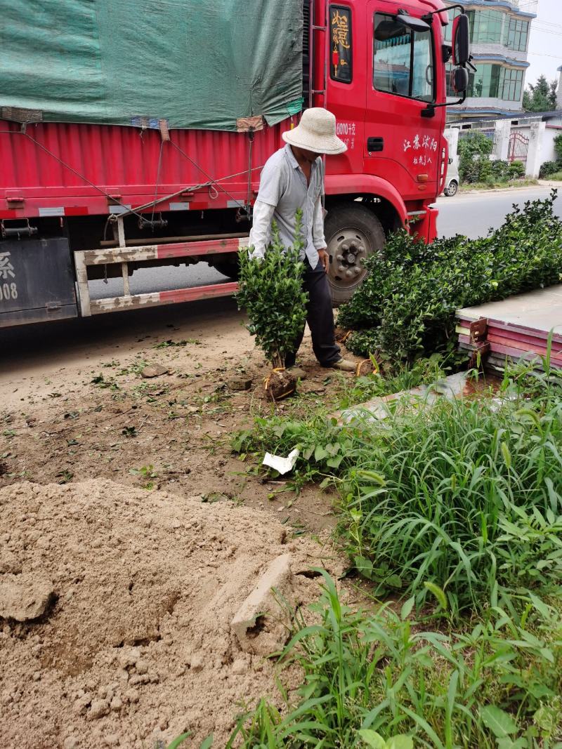 冬青球，40冠幅，50，80冠幅冬青球，高80公分