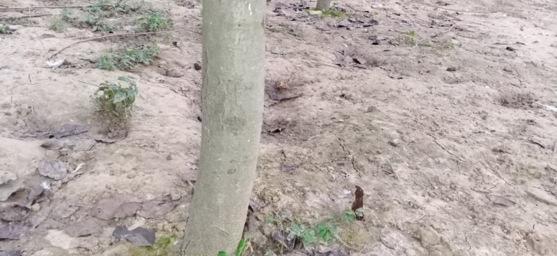 满天红梨树，七年树，低价转让，盛果期