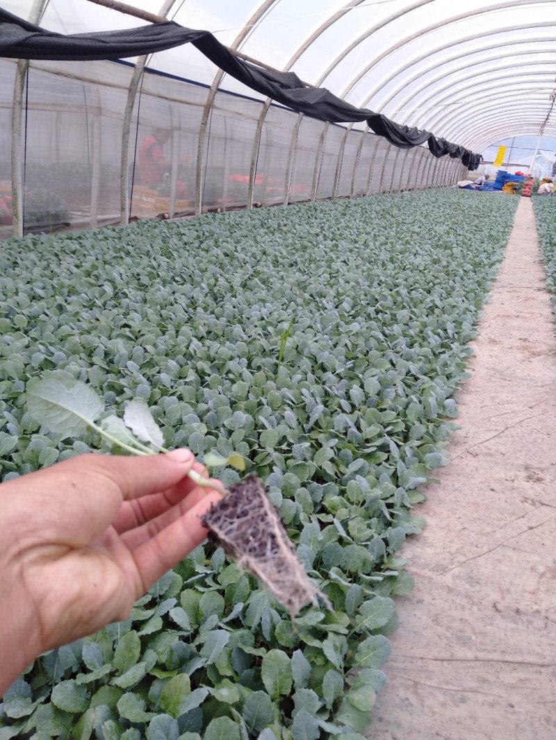 菜花苗，产地直发，货源充足，量大从优，欢迎来电咨询