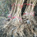 优质脆红李子苗，南北方种植，现挖现发基地直供包技术指导