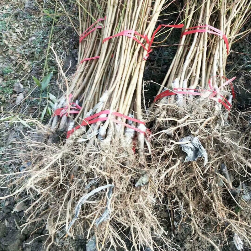 优质脆红李子苗，南北方种植，现挖现发基地直供包技术指导