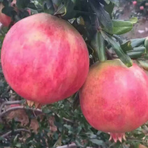 优质蒙阳红石榴苗，基地直发现挖现卖包技术指导