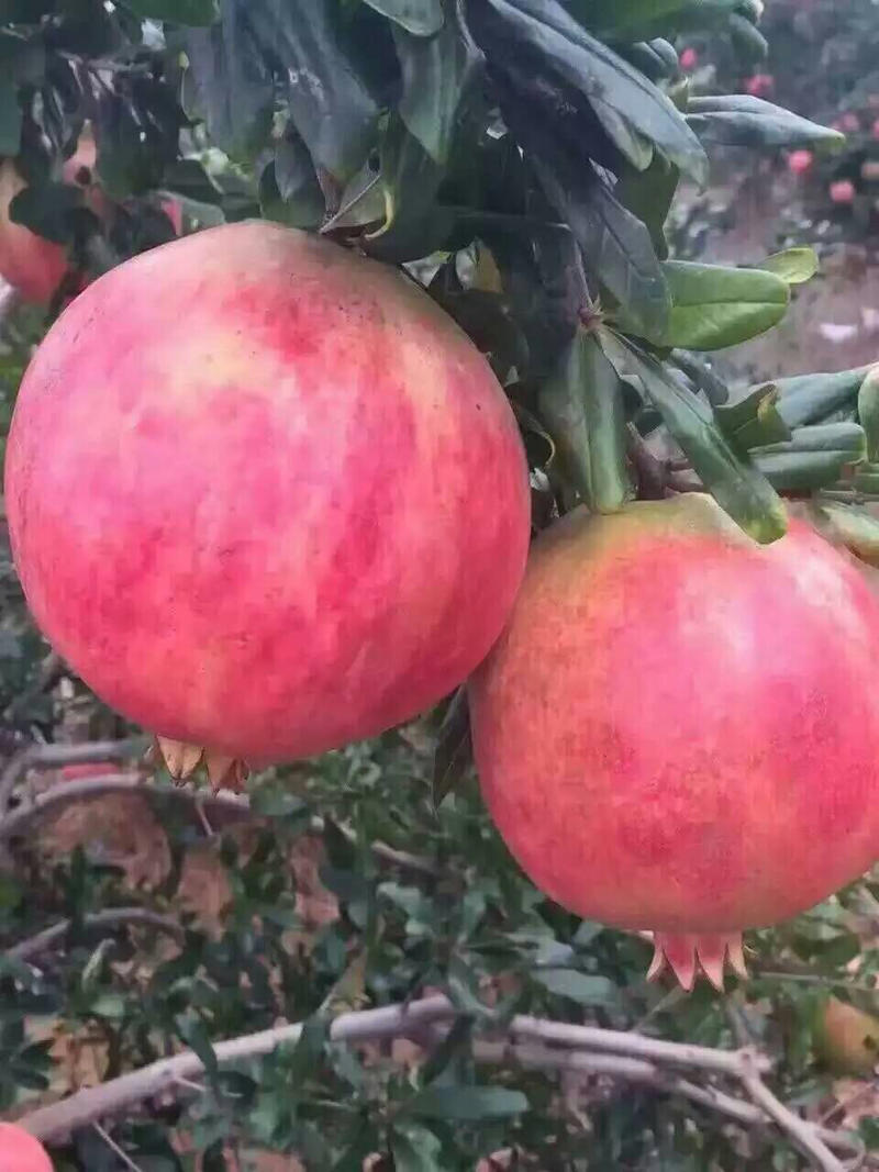 优质蒙阳红石榴苗，基地直发现挖现卖包技术指导