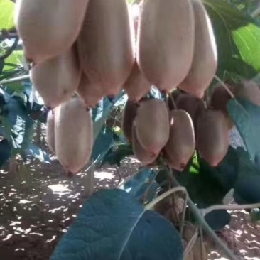 湘西绿心猕猴桃米良一号