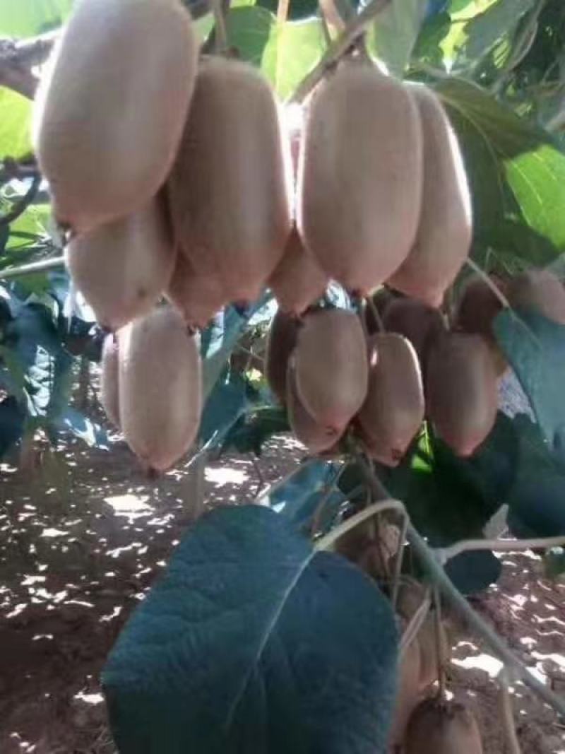 湘西绿心猕猴桃米良一号