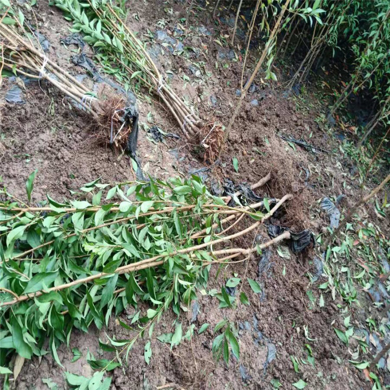 优质脆红李子苗，南北方种植，现挖现发基地直供包技术指导