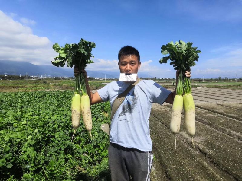 青翠青头水果型萝卜萝卜种植子/可零售批发