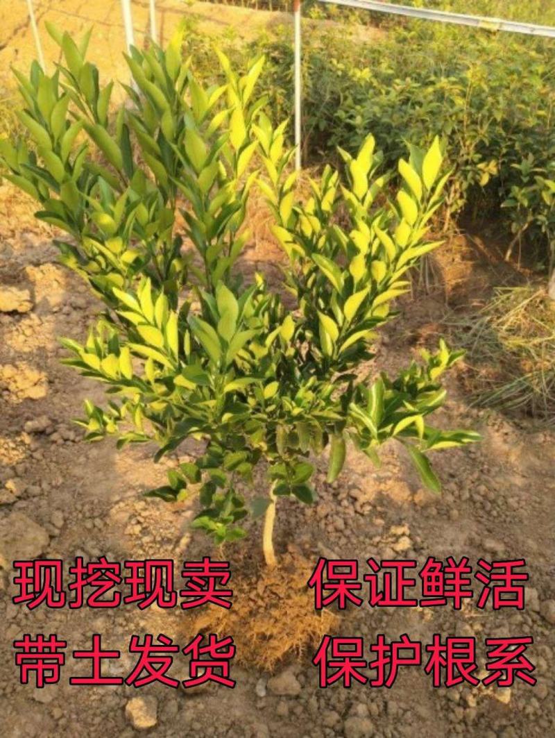 正宗嫁接爱媛38橘子苗嫁接苗，易成活