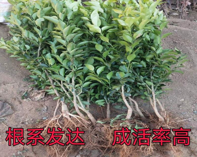 正宗嫁接爱媛38橘子苗嫁接苗，易成活