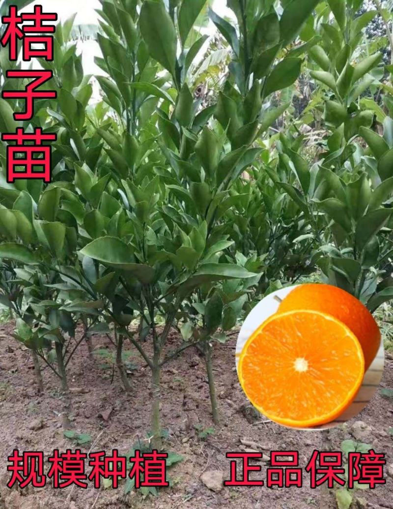 正宗嫁接爱媛38橘子苗嫁接苗，易成活