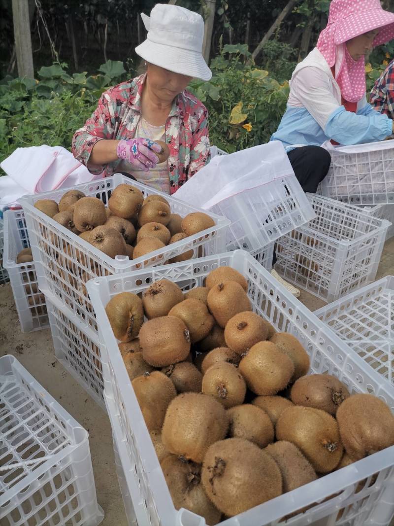 金品亚特徐亚特海沃德。