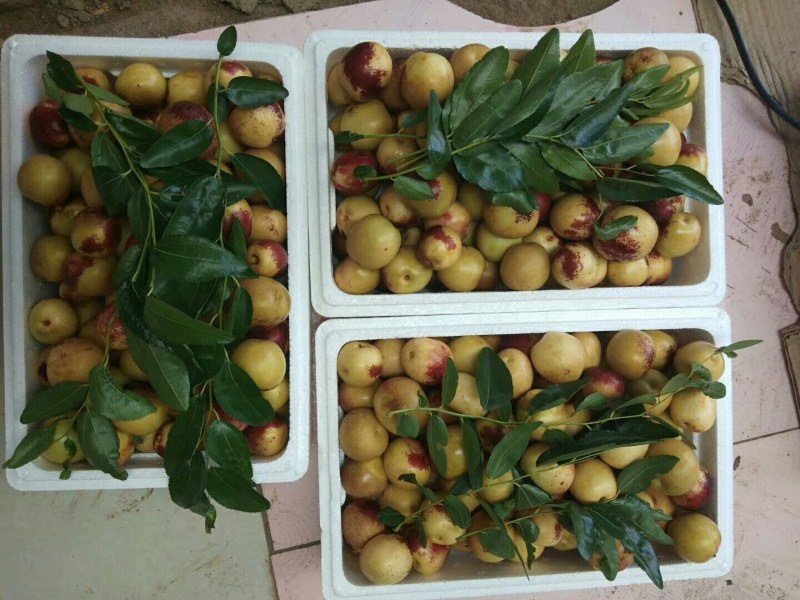 精品冬枣，又脆又甜。
