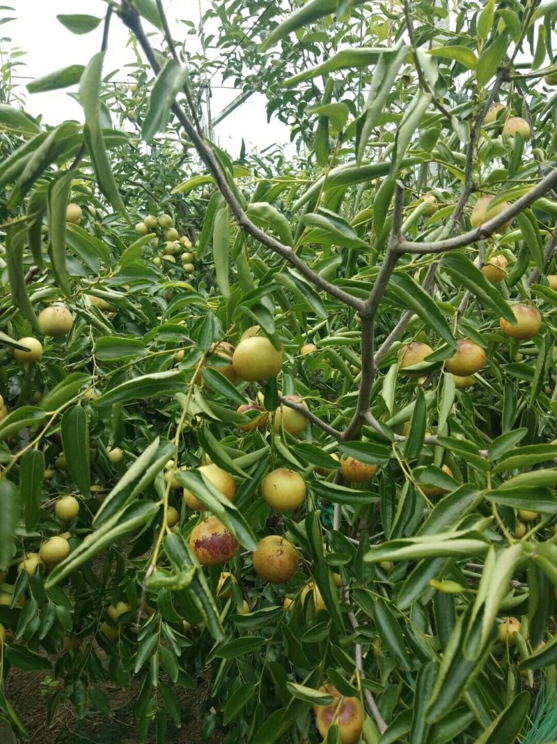精品冬枣，又脆又甜。