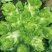 安徽砀山大型儿菜种植基地，己经大量上市，可持续发货