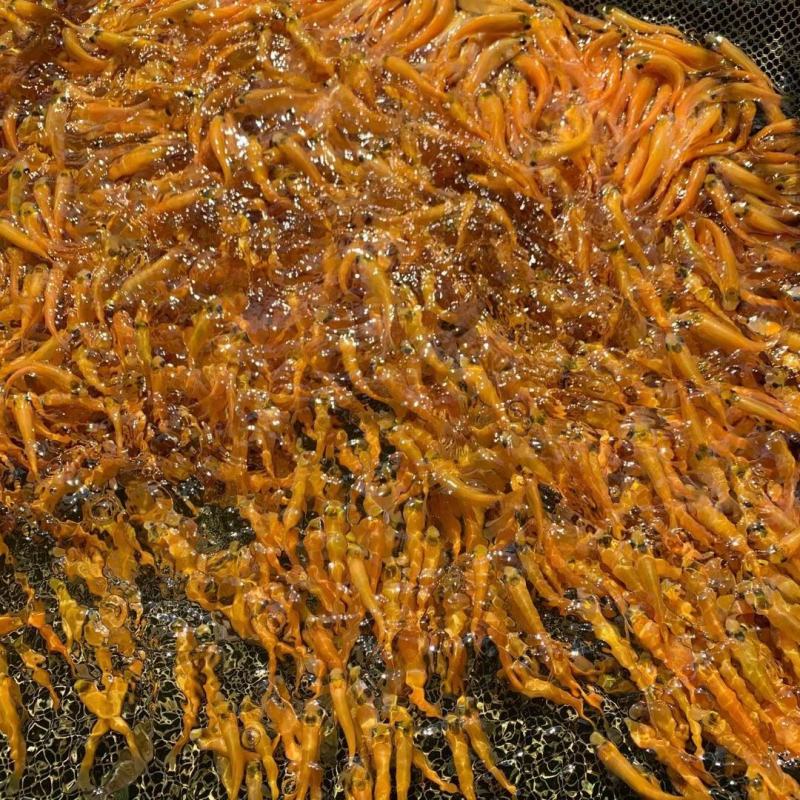 金丝草鱼苗（水花批发）（支持到现场看货）
