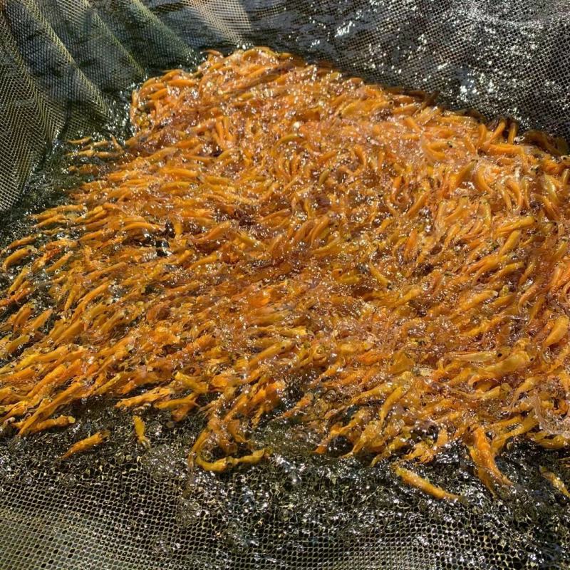 金丝草鱼苗（水花批发）（支持到现场看货）