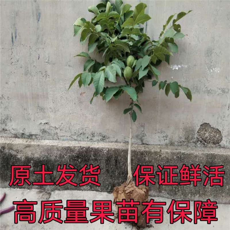 核桃树苗嫁接苗现挖现发南北方庭院户外种植均可