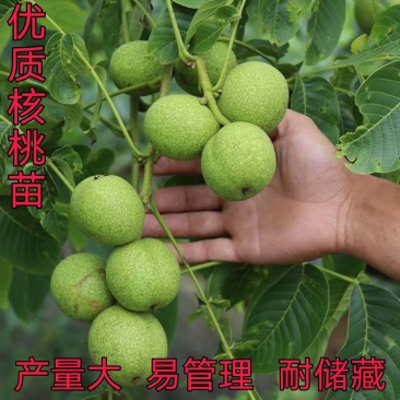 核桃树苗嫁接苗现挖现发南北方庭院户外种植均可
