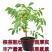 核桃树苗嫁接苗现挖现发南北方庭院户外种植均可