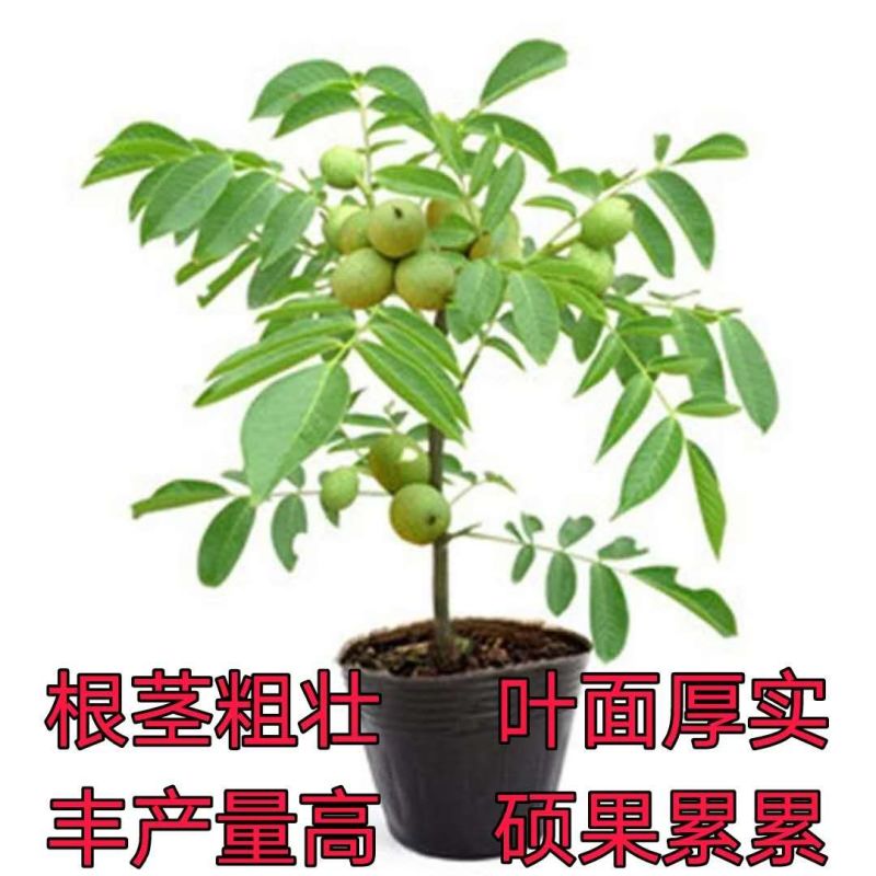 核桃树苗嫁接苗现挖现发南北方庭院户外种植均可