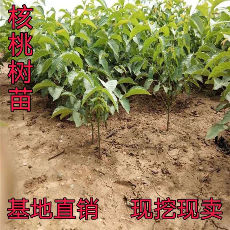 核桃树苗嫁接苗现挖现发南北方庭院户外种植均可