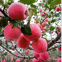 优质红富士苹果苗基地直供，货源充足，现挖现发存活率高