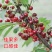 嫁接美早樱桃苗优质嫁接苗地栽盆栽适宜南北方种植