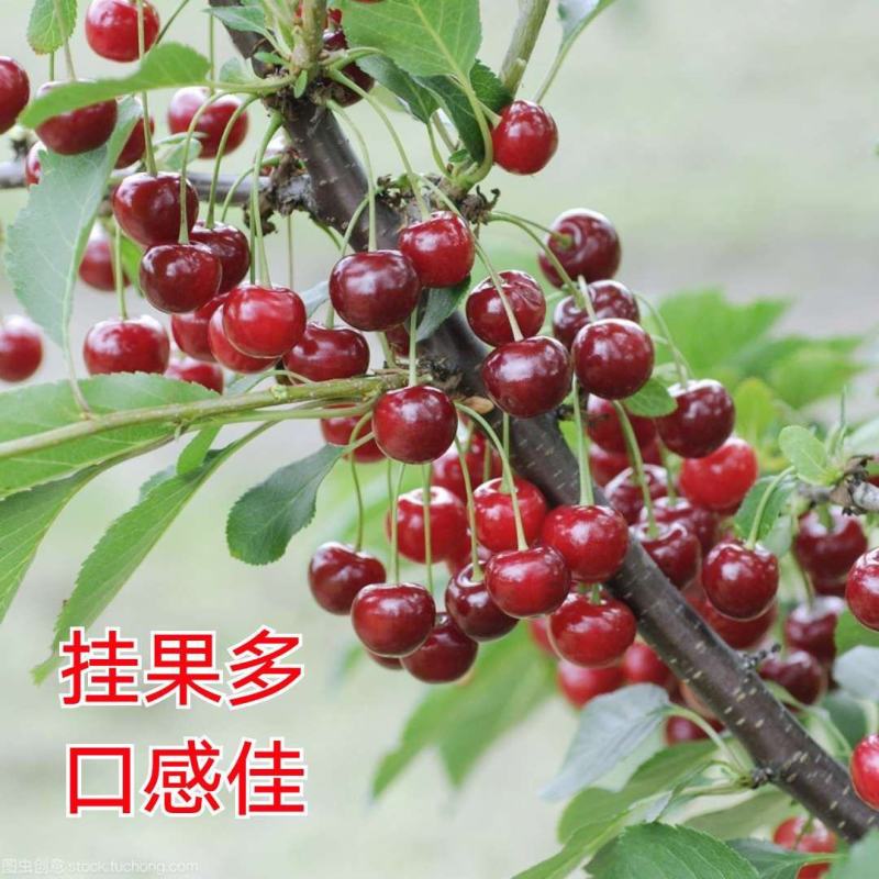 嫁接美早樱桃苗优质嫁接苗地栽盆栽适宜南北方种植