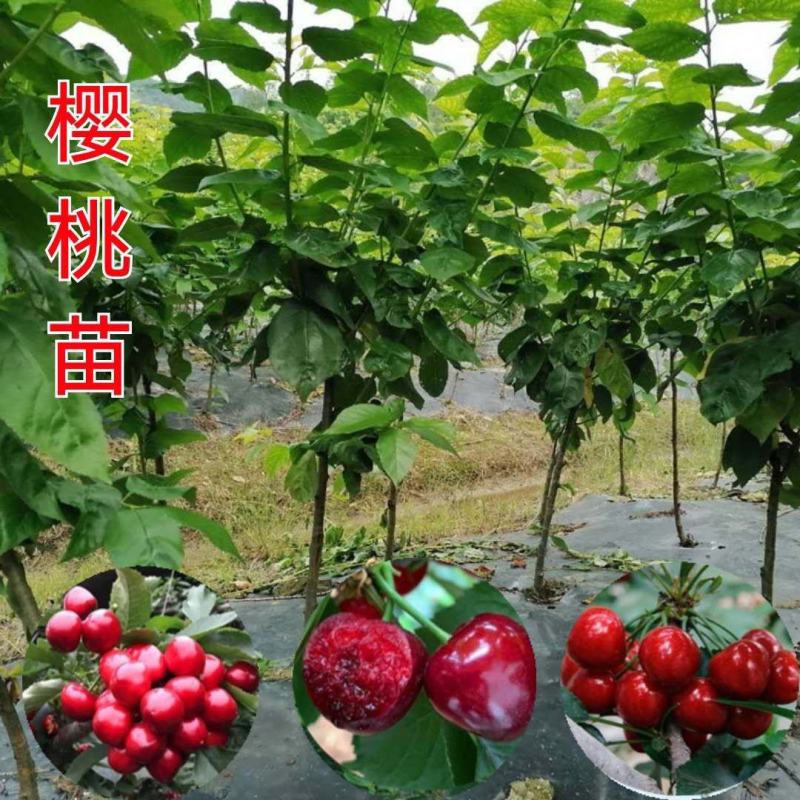 嫁接美早樱桃苗优质嫁接苗地栽盆栽适宜南北方种植