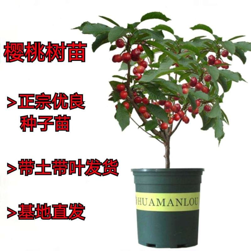 嫁接美早樱桃苗优质嫁接苗地栽盆栽适宜南北方种植