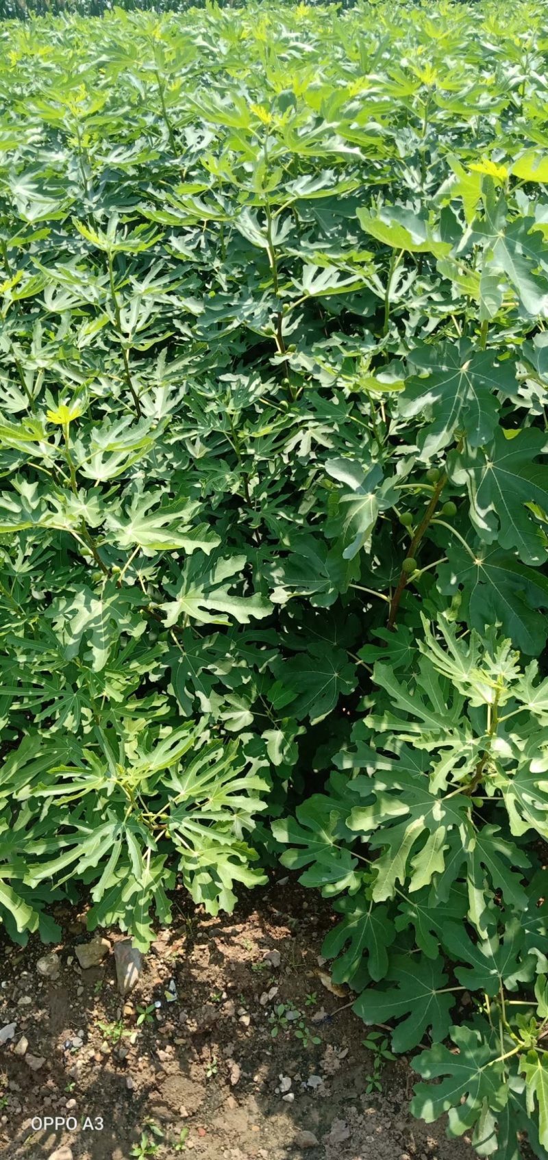 波姬红无花果苗，南北方种植。现挖现发基地直发死苗补发