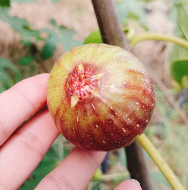 波姬红无花果苗，南北方种植。现挖现发基地直发死苗补发