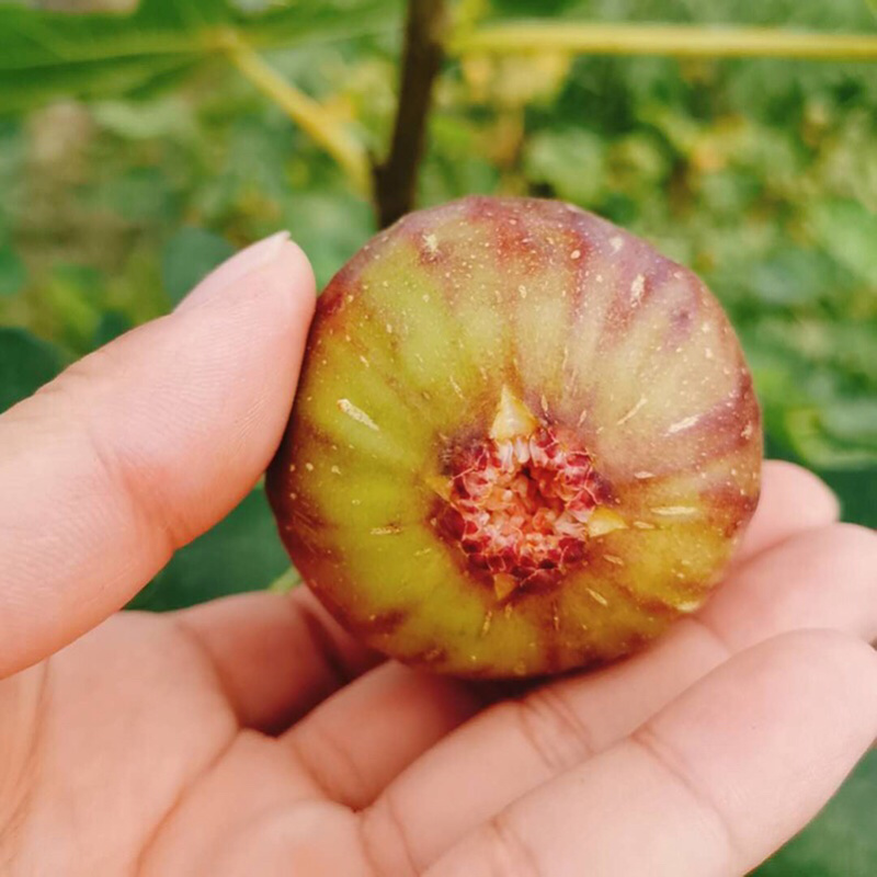 波姬红无花果苗，南北方种植。现挖现发基地直发死苗补发