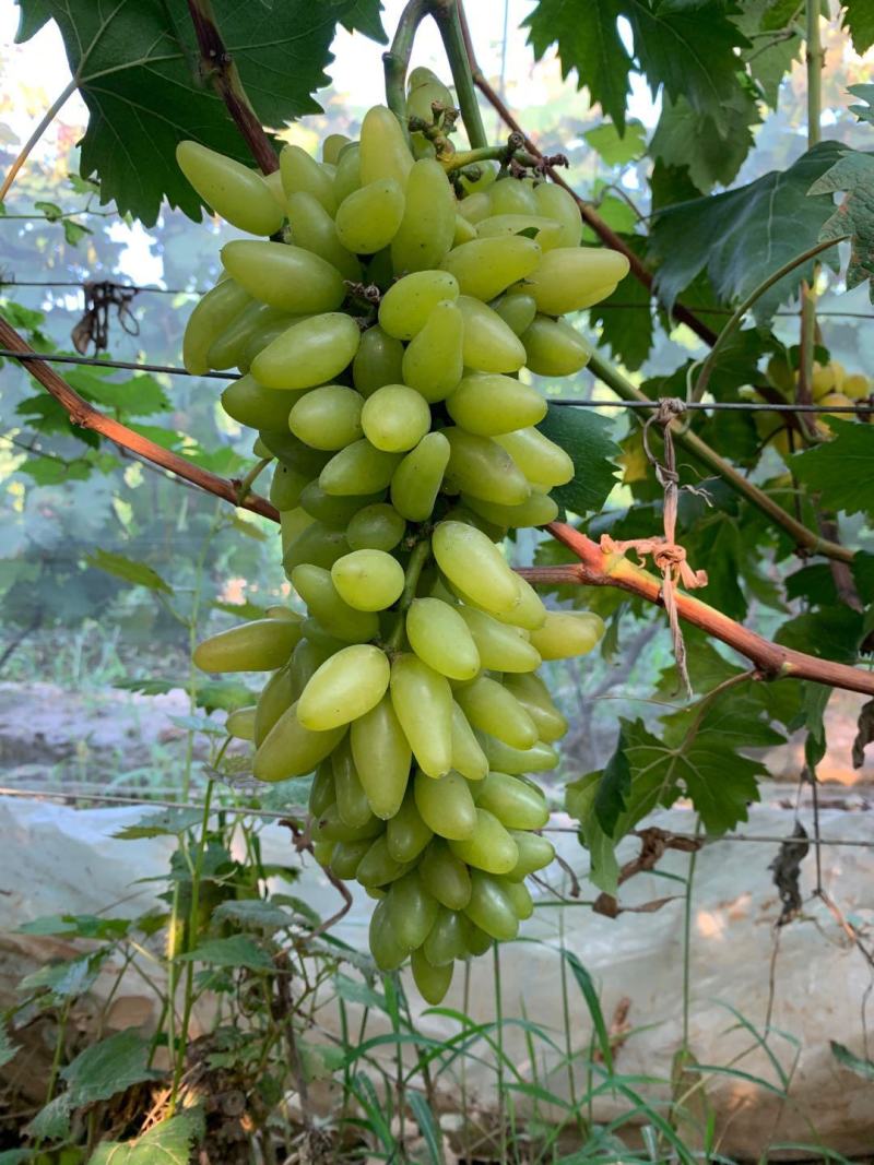 盆栽蓝宝石.巨峰.红提.浪漫红颜.金手指.夏黑.葡萄苗