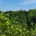 四川泸州密柚基地大量供应本地密柚