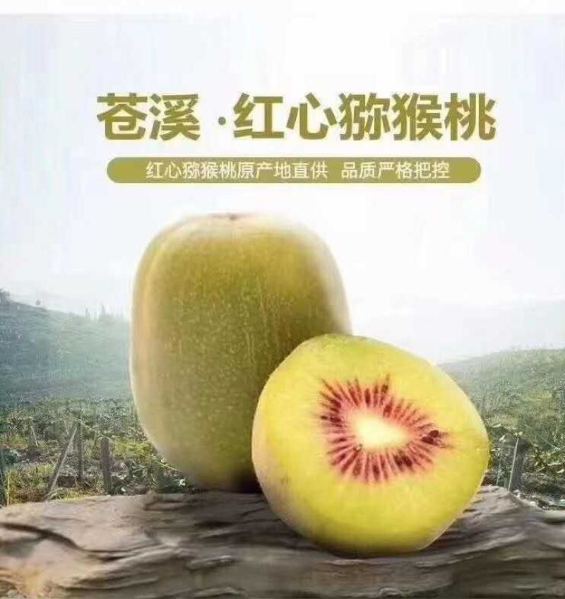 四川红心猕猴桃，产地直供，新鲜包邮到家，口感甘甜，全国发货！