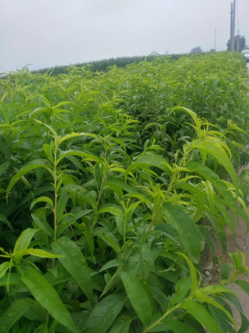 黄金桃苗，南北方种植，现挖现发基地直供包技术指导