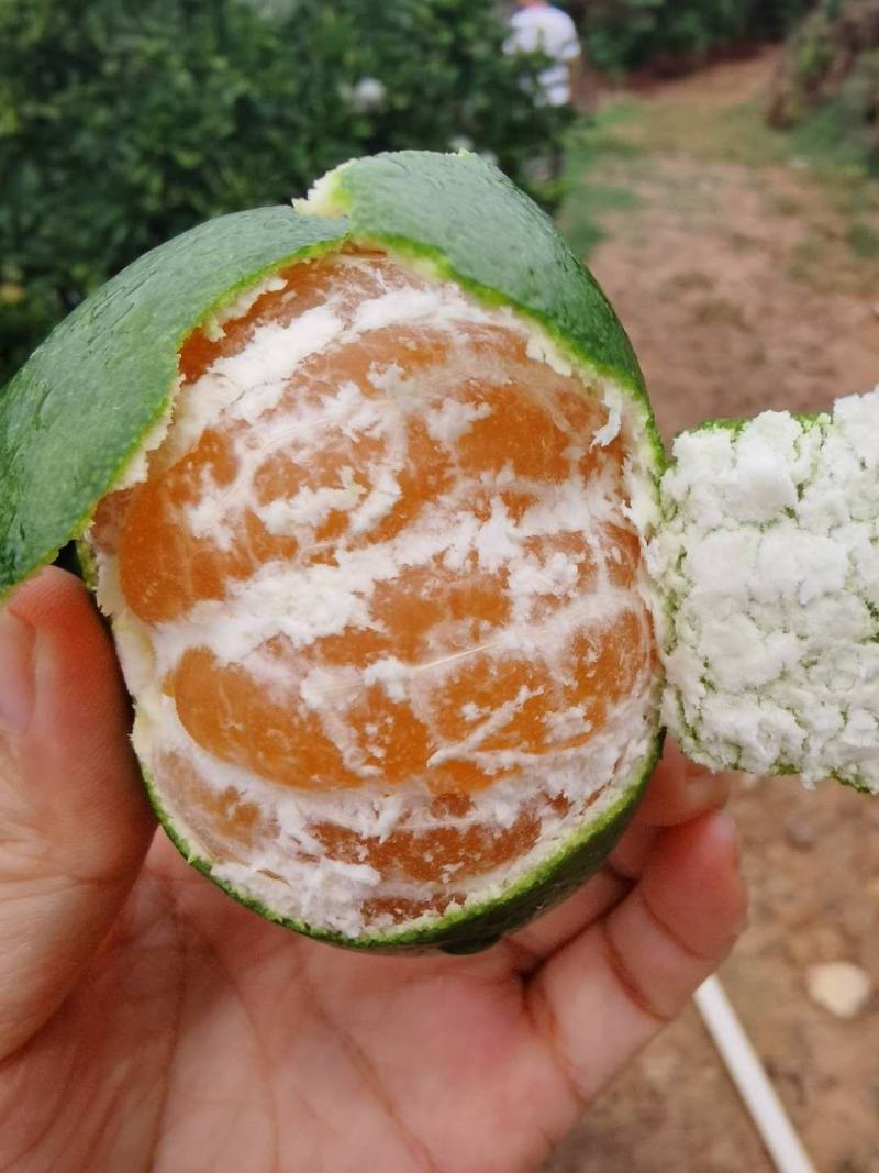 东江湖特早蜜橘已大量上市欢迎各位老板来咨询
