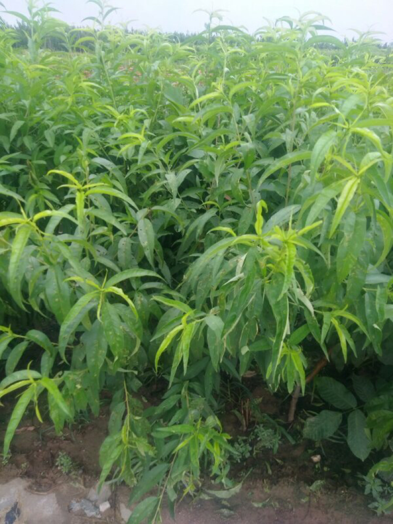 黄金桃苗，南北方种植，现挖现发基地直供包技术指导