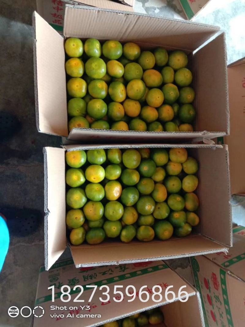 东江湖特早蜜橘已大量上市欢迎各位老板来咨询